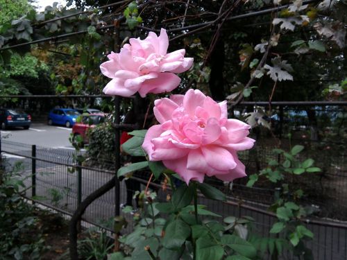 Mostra foto ASUS ZenPad S 8.0