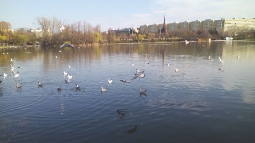 Allview E2 Jump fotografii cu pescarusi