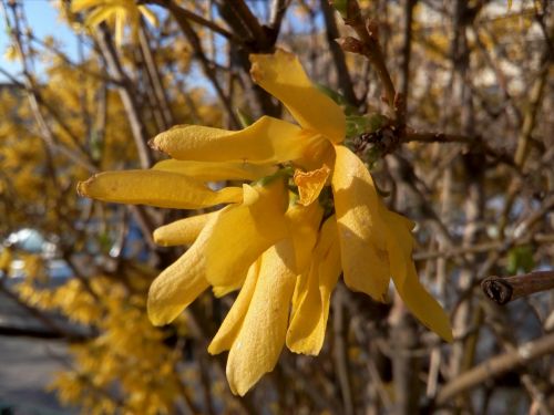 Mostra foto Allview P8 Energy Mini