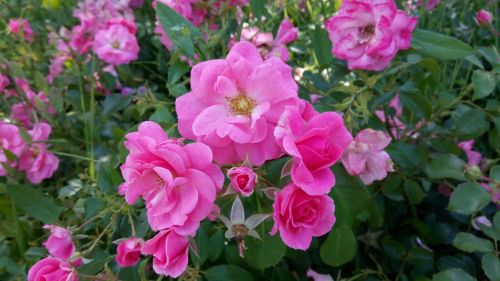 Mostre foto Allview X2 Soul