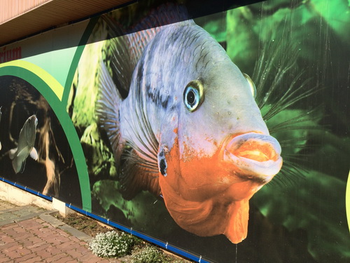 Fotografii realizate cu iPhone 5s