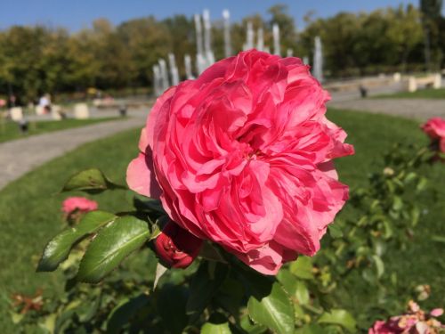 iPhone 6 Plus - macro