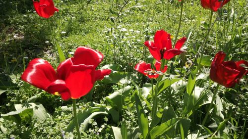 Mostre Foto BlackBerry Z10