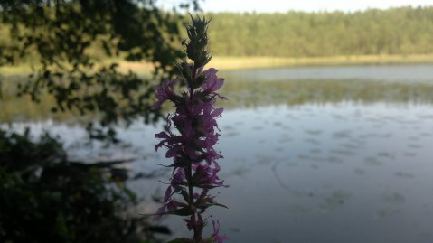 Nokia N8 isi demonstreaza potentialul foto: o serie de imagini incredibile