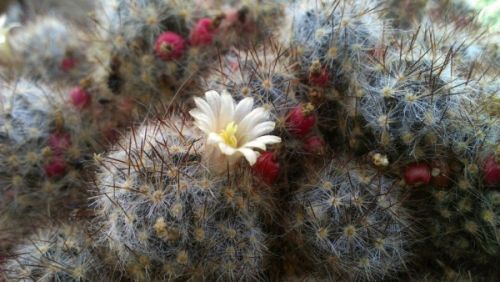 Fotografii făcute cu HTC One X