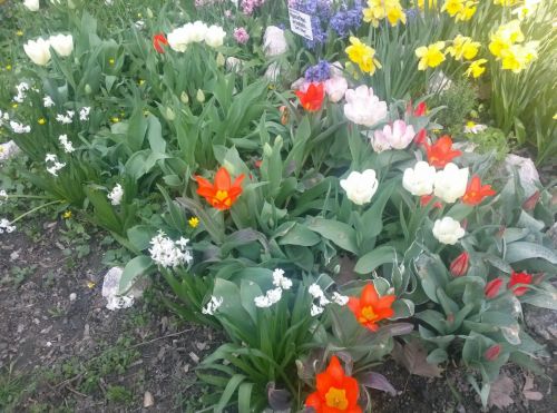 Fotografii realizate cu LG Optimus G