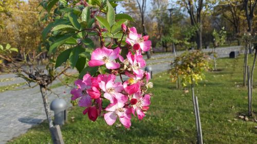 Mostre foto Samsung Galaxy Alpha