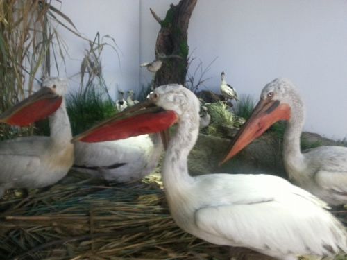 Samsung Galaxy S III mostra foto interior