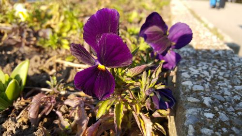 Mostre foto Samsung Galaxy S6