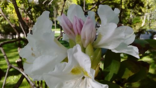 Mostra foto Sony Xperia E4