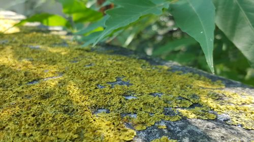 Mostra foto Samsung Galaxy Note 5