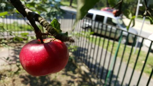 Mostra foto Samsung Galaxy Note 5