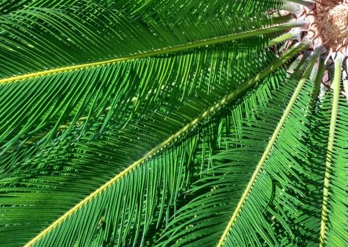 Xiaomi Mi 5 îşi dezvăluie capacitatea de zoom şi calitatea foto printr-un teaser de la Hugo Barra