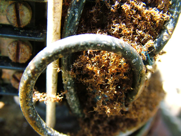 Furnicile nebune (Rasberry crazy ant)