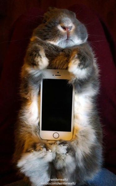 În Japonia iepurașii devin huse de iPhone și e vorba de animale vii!
