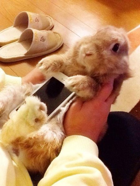În Japonia iepurașii devin huse de iPhone și e vorba de animale vii!