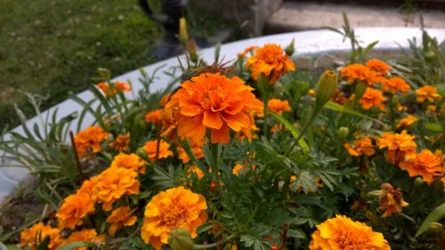 Mostre foto Nokia Lumia 930