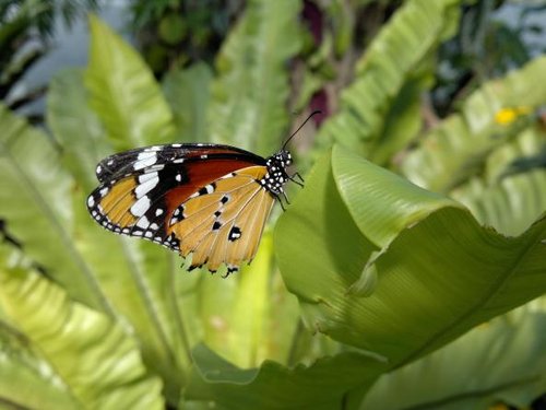 Camera lui Nokia N8, prezentata in actiune