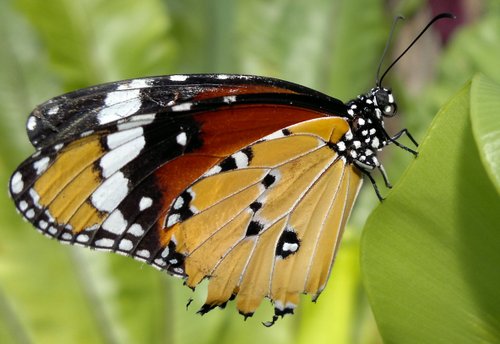 Camera lui Nokia N8, prezentata in actiune