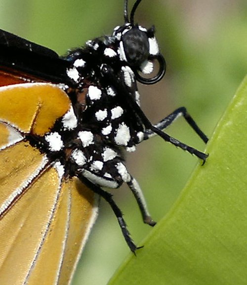 Camera lui Nokia N8, prezentata in actiune