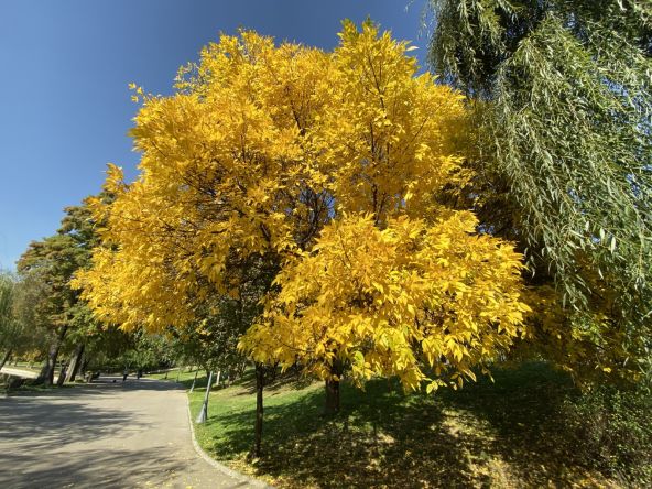 Fotografie ultra-wide făcută cu Apple iPhone 11 Pro Max