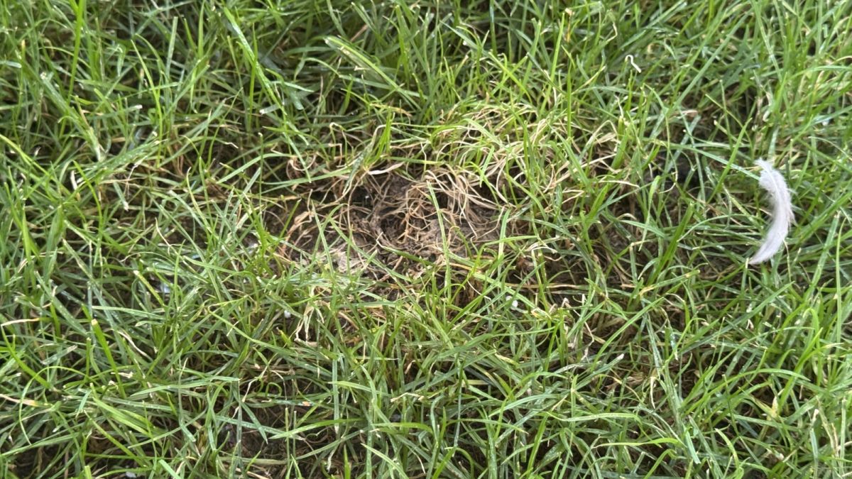 pete lasate in iarba de pisici