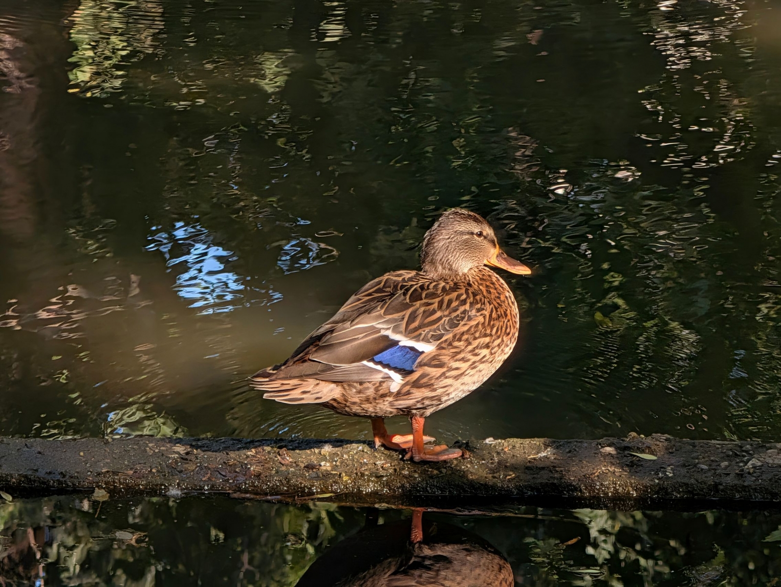 Pixel 11 Pro XL