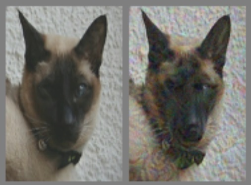 Pentru a face o pisică să fie văzută ca un câine, cercetătorii au dat zoom in şi au modificat unele detalii, precum alungirea botului şi mărimea urechilor.