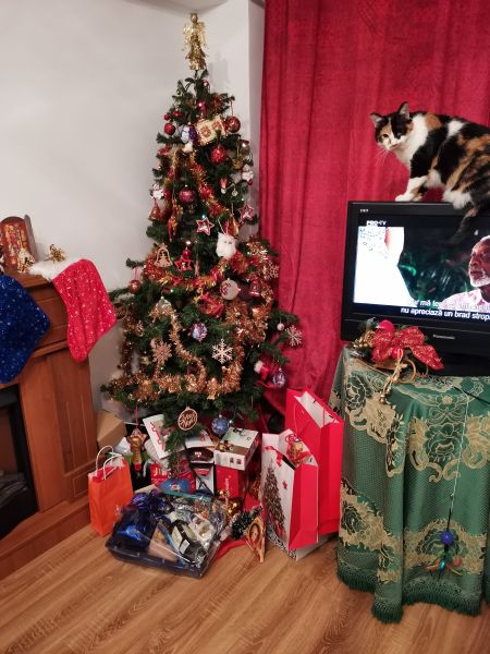 La fotografierea indoor am prins un roşu foarte viu al podoabelor de Crăciun, o pisică care privea minunată de pe TV şi o grămadă de pe podoabe de sărbători de pe şemineu