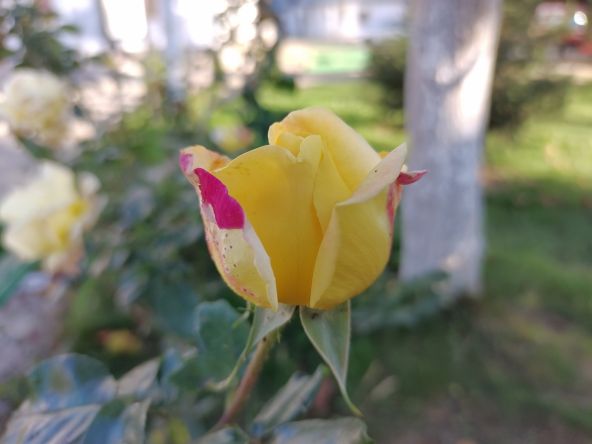 Fotografie bokeh trandafiri făcută cu Nokia 8.3 5G