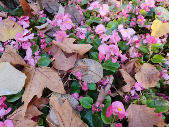 Nokia 8.3 5G, fotografie cu frunze