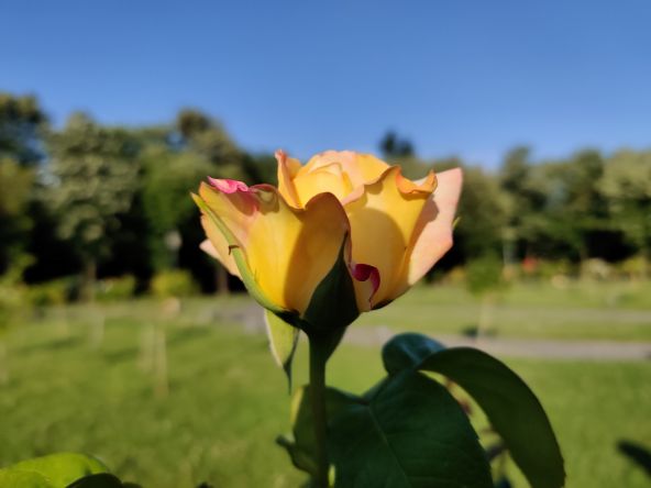 Avem şi o serie de fotografii cu flori, realizate pe insulele din Parcul IOR