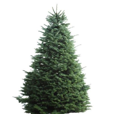 Brad natural de Crăciun Normandian Calitate GOLD 9 - 10 m