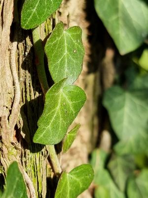 Samsung Galaxy S21 Ultra 5G