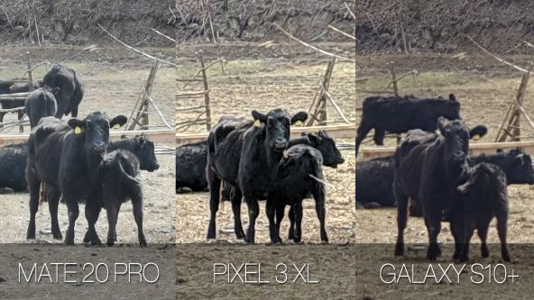 Comparație foto Samsung Galaxy S10+ vs. Google Pixel 3 XL vs. Huawei Mate 20 Pro (zoom in)