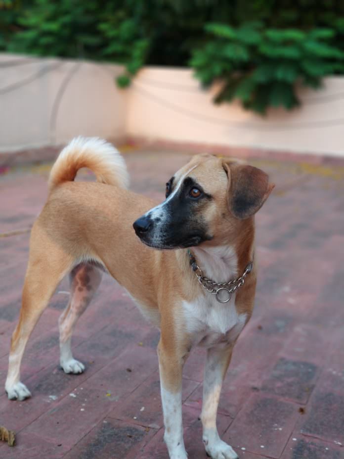 Xiaomi Mi 6 mostra foto