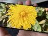 OPPO Find X5 Pro: Display foarte luminos, cu muchii înguste şi multe calibrări de culoare