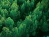 Huawei promovează energia regenerabilă și reducerea emisiilor de carbon, iar astfel contribuie la strategia verde UE pentru o Europă neutră din punct de vedere climatic