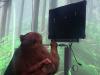 Creierul unei maimuţe a fost replicat pe computer de oamenii de ştiinţă din China; Iată cum!