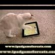 Când stăpânul nu-i acasă, pisica se joacă pe iPad... (Video)