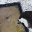 și pinguinii se joacă pe iPad și asta Îi ajută să socializeze și să se Înmulțească (Video)