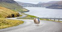 Google Sheep View: în Insulele Feroe camerele Street View sunt montate... pe oi (Video)