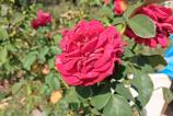 Samsung-Galaxy-A17-5G-Mostre-bokeh_001.jpg