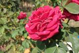 Samsung-Galaxy-A17-5G-Mostre-bokeh_002.jpg