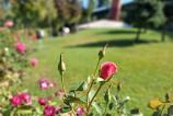 Samsung-Galaxy-A17-5G-Mostre-bokeh_014.jpg