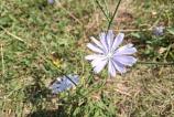 Samsung-Galaxy-A17-5G-Mostre-bokeh_008.jpg