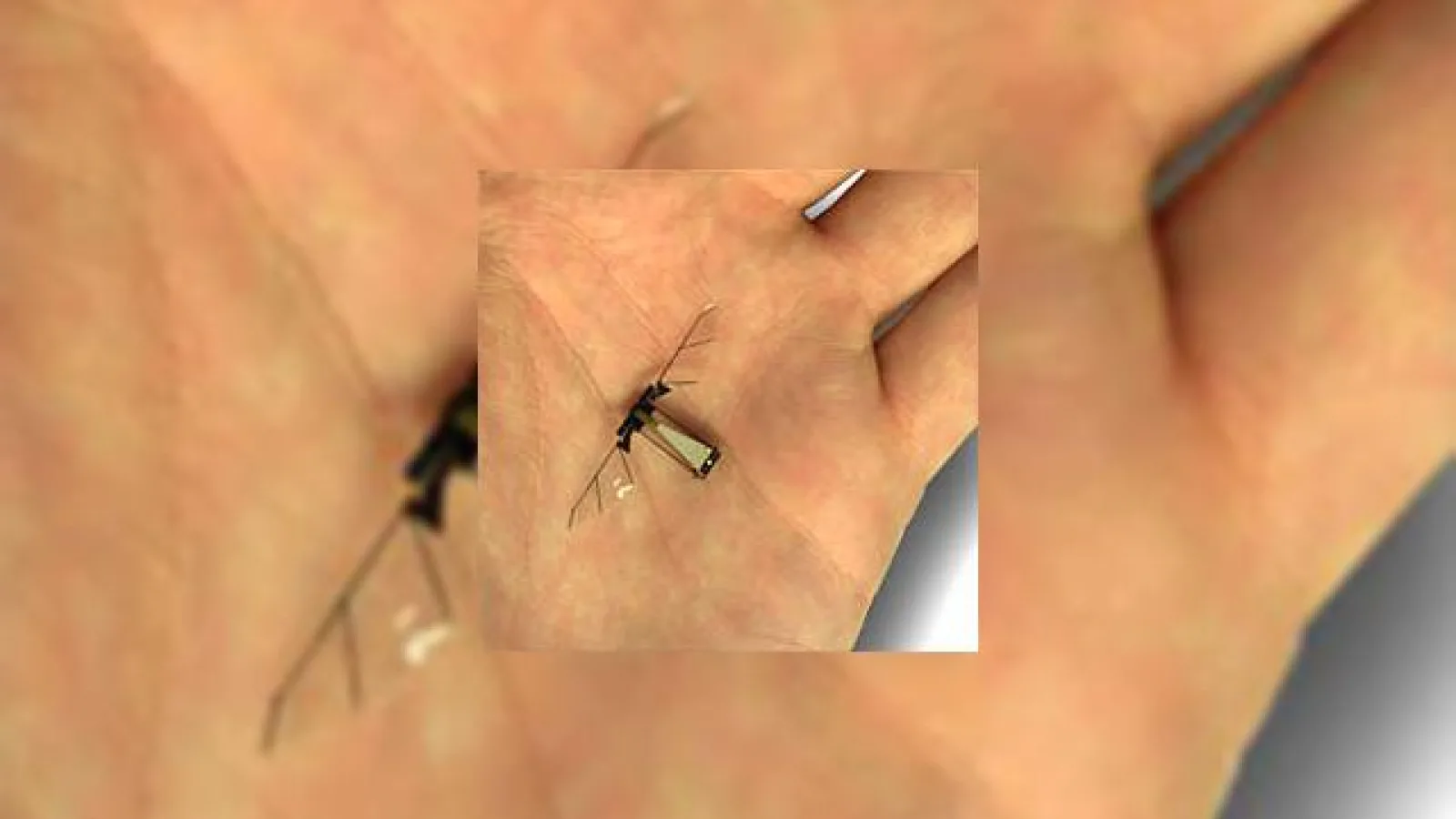 Primul zbor al insectei robot