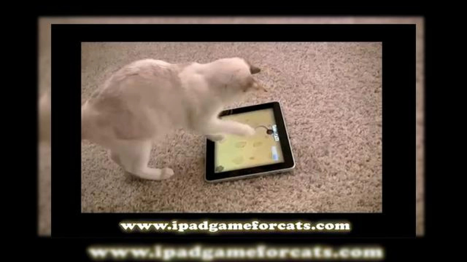 Când stăpânul nu-i acasă, pisica se joacă pe iPad... (Video)