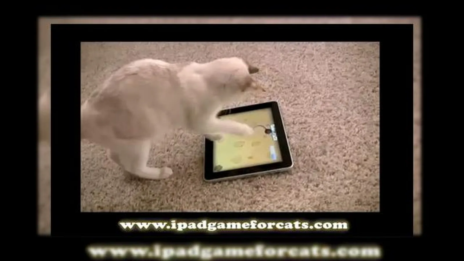 Când stăpânul nu-i acasă, pisica se joacă pe iPad... (Video)
