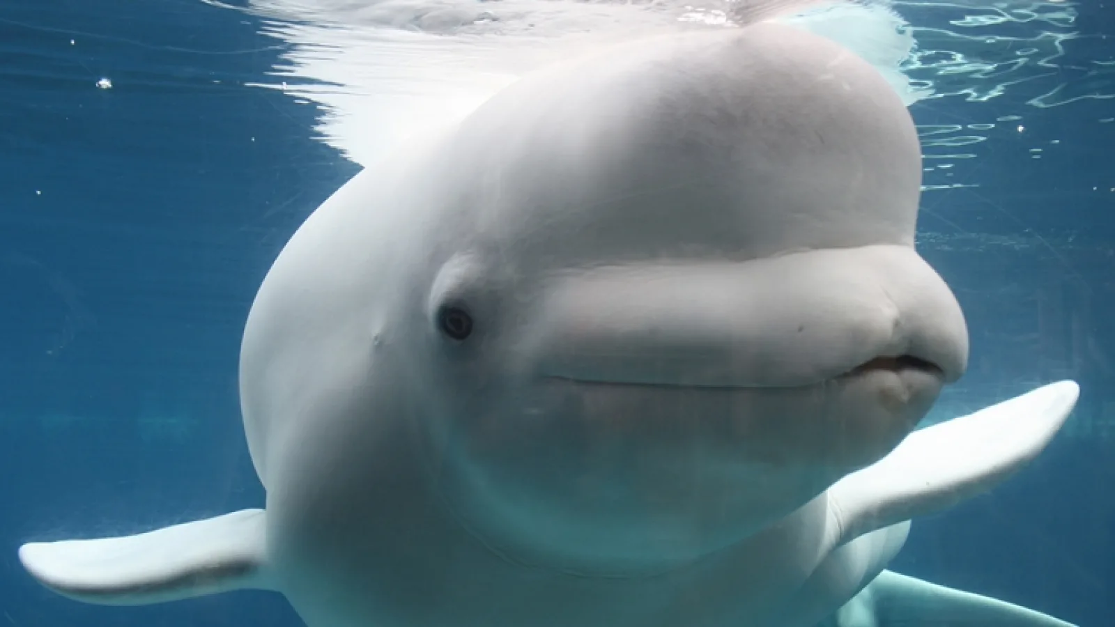 Viralul zilei: o balenă Beluga a salvat un telefon de la scufundarea în abis şi l-a adus înapoi (Video)